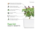 Click and Grow Saatgut Lila Chilli Nachfüllpackung 3er-Set