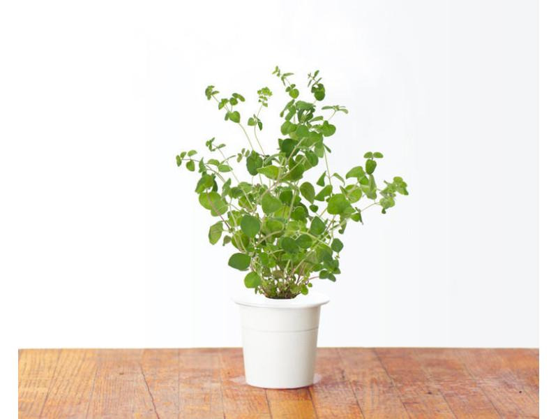 Click and Grow Saatgut Majoran