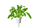 Click and Grow Saatgut Mibuna