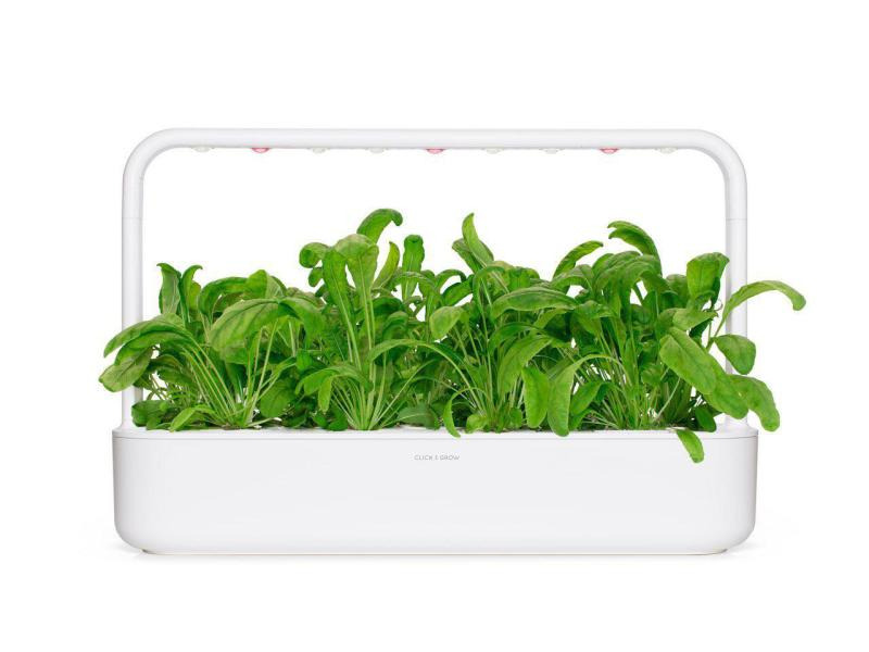 Click and Grow Saatgut Mibuna