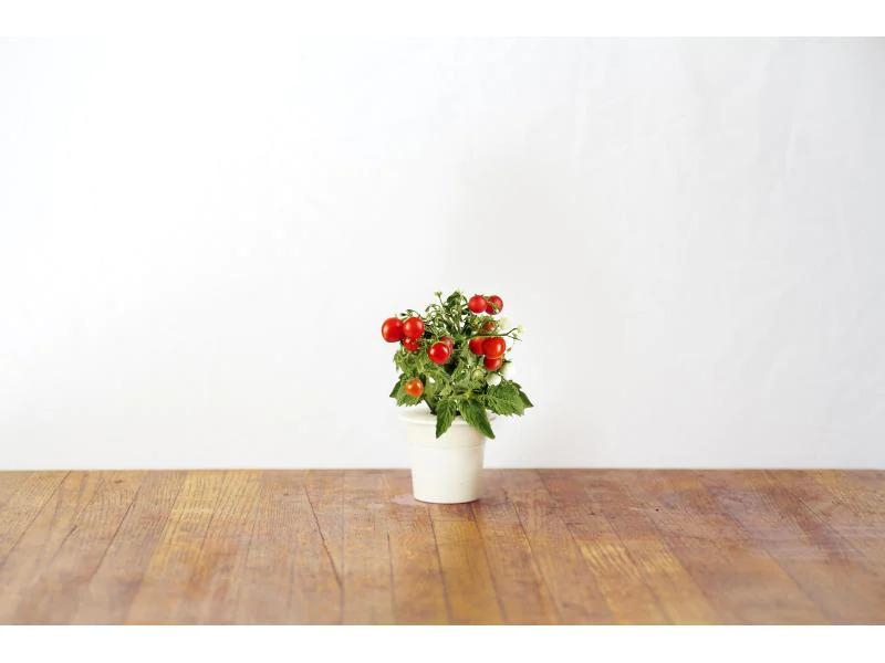 Click and Grow Saatgut Mini-Tomaten