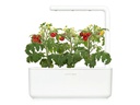 Click and Grow Saatgut Mini-Tomaten