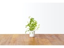 Click and Grow Saatgut Oregano