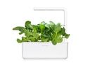 Click and Grow Saatgut Pak Choi