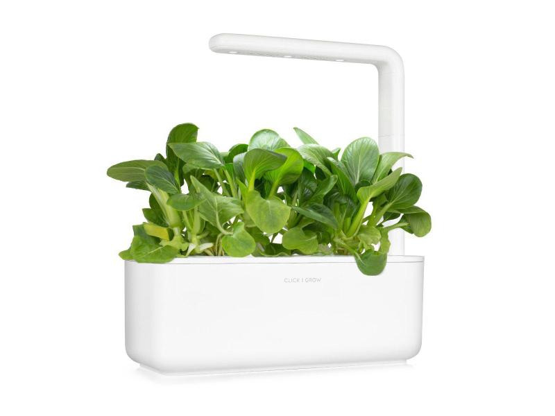 Click and Grow Saatgut Pak Choi