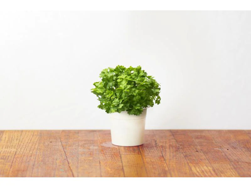 Click and Grow Saatgut Petersilie