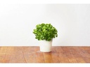 Click and Grow Saatgut Petersilie