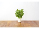 Click and Grow Saatgut Pfefferminze