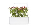Click and Grow Saatgut Piri Piri Chili