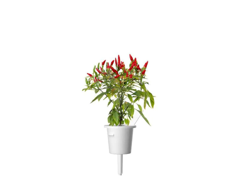 Click and Grow Saatgut Piri Piri Chili
