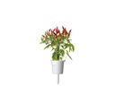 Click and Grow Saatgut Piri Piri Chili