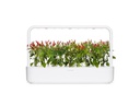 Click and Grow Saatgut Piri Piri Chili