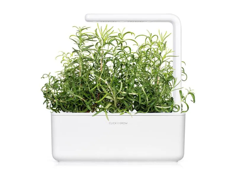 Click and Grow Saatgut Rosmarin
