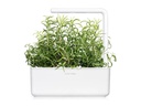 Click and Grow Saatgut Rosmarin