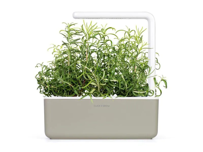 Click and Grow Saatgut Rosmarin