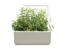 Click and Grow Saatgut Rosmarin