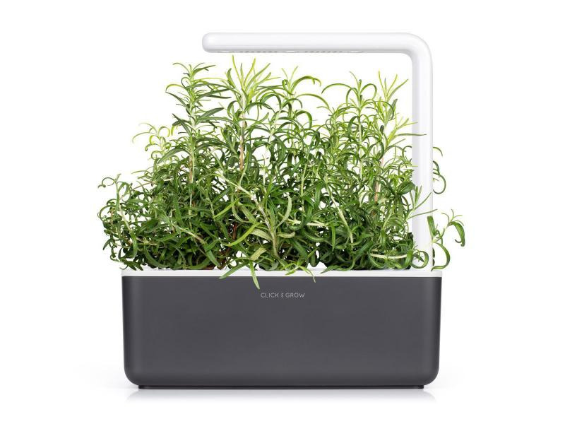 Click and Grow Saatgut Rosmarin