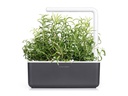 Click and Grow Saatgut Rosmarin
