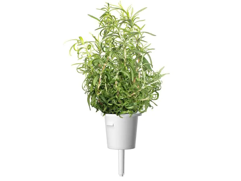 Click and Grow Saatgut Rosmarin