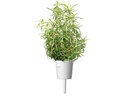 Click and Grow Saatgut Rosmarin