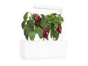 Click and Grow Saatgut Rote Peperoni