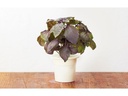 Click and Grow Saatgut Roter Basilikum