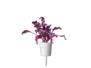 Click and Grow Saatgut Roter Mangold