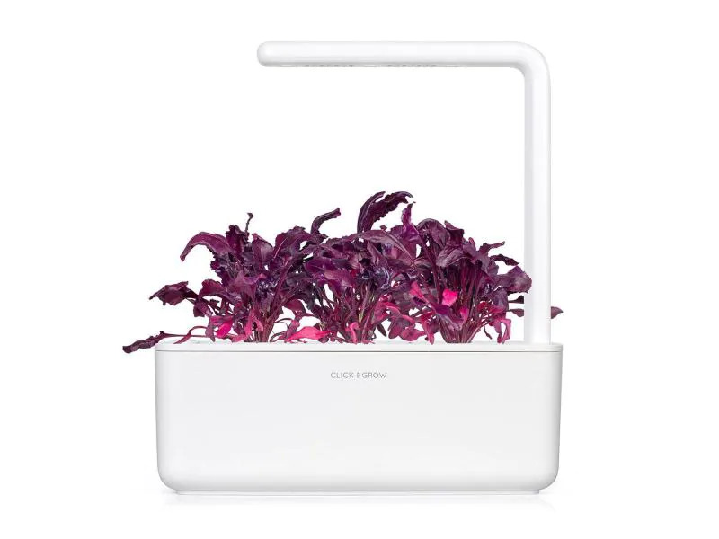 Click and Grow Saatgut Roter Mangold