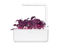 Click and Grow Saatgut Roter Mangold