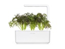Click and Grow Saatgut Roter Rüschen-Senf, 3er-Pack
