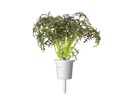 Click and Grow Saatgut Roter Rüschen-Senf, 3er-Pack