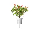 Click and Grow Saatgut Roter scharfer Chili