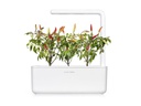 Click and Grow Saatgut Roter scharfer Chili