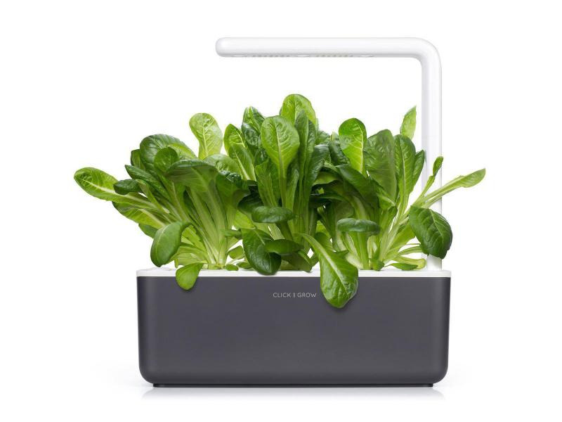 Click and Grow Saatgut Römersalat