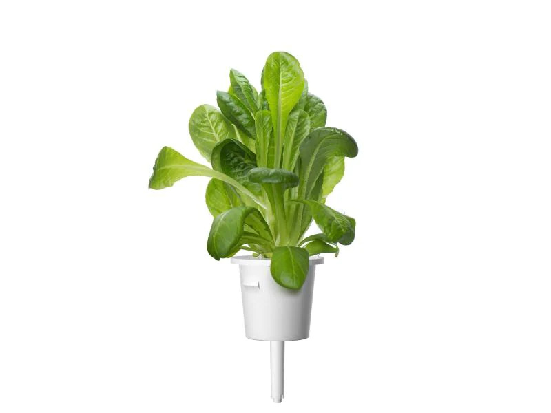 Click and Grow Saatgut Römersalat