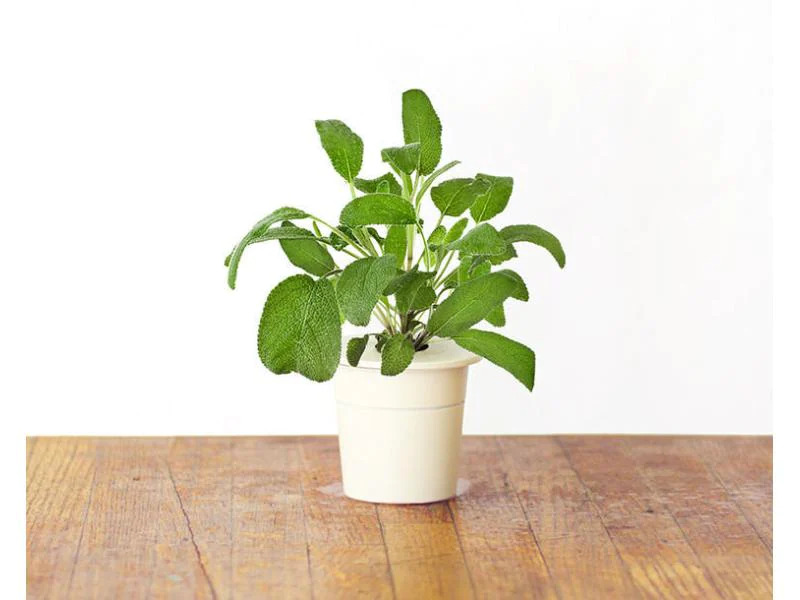 Click and Grow Saatgut Salbei