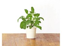 Click and Grow Saatgut Salbei