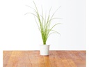 Click and Grow Saatgut Schnittlauch