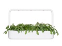Click and Grow Saatgut Shungiku 3er-Pack