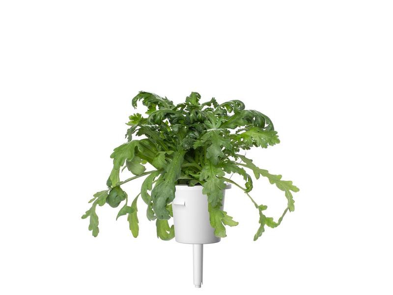 Click and Grow Saatgut Shungiku 3er-Pack