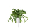 Click and Grow Saatgut Shungiku 3er-Pack