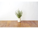 Click and Grow Saatgut Thymian