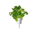 Click and Grow Saatgut Wasabi-Senf 3er-Pack
