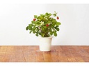 Click and Grow Saatgut Wilderdbeere