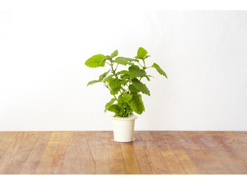 Click and Grow Saatgut Zitronenmelisse