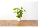 Click and Grow Saatgut Zitronenmelisse