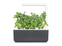 Click and Grow Saatgut Zwergerbsen
