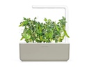 Click and Grow Saatgut Zwergerbsen