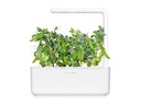 Click and Grow Saatgut Zwergerbsen
