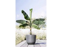 Ecopots Pflanzentopf Oslo 55 Grau
